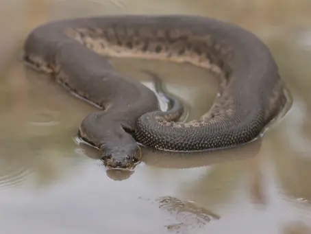 Elephant Trunk Snake