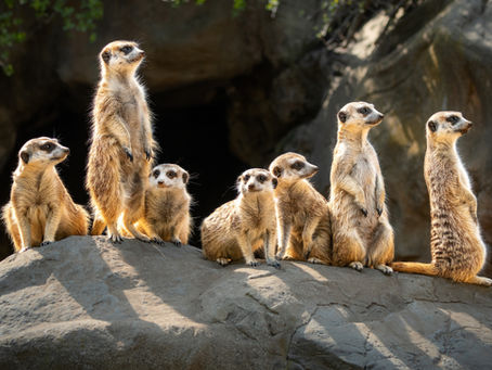 Meerkat