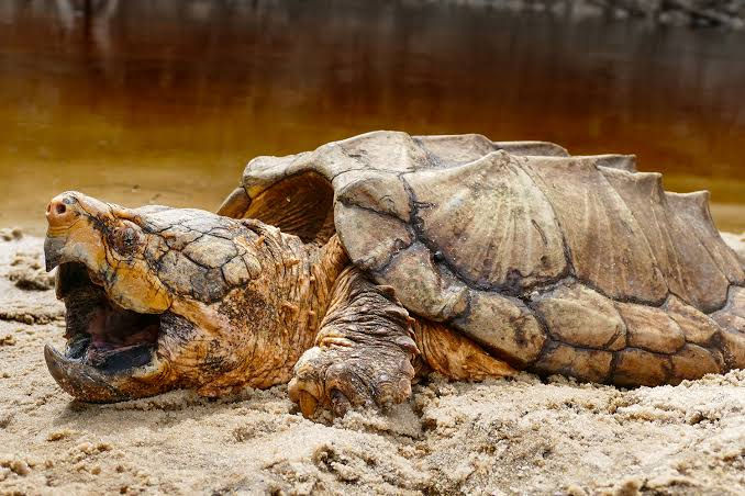 Alligator snapping turtle resting on a bank