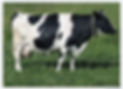 Cow_edited.jpg
