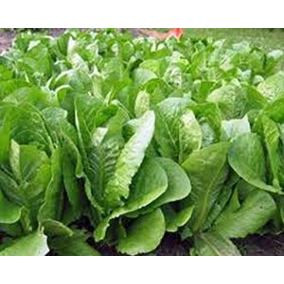 Lechuga orejona hidropónica