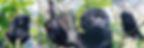 Young Male Gorilla