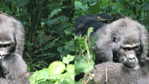 Mum and Baby Gorilla
