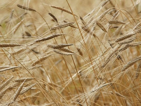 What are the top wheat producing countries?