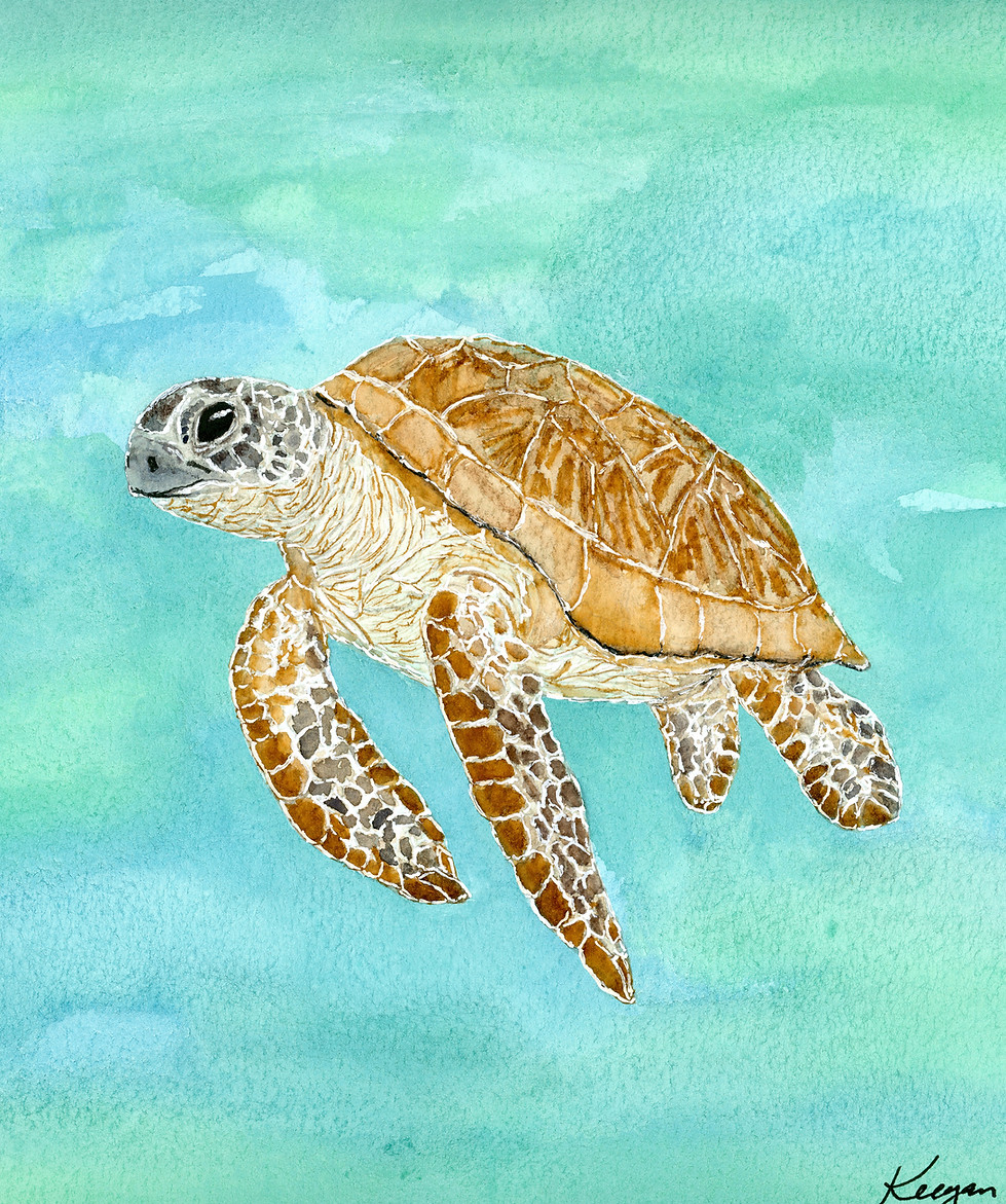 Sea Turtle 2sm.jpg