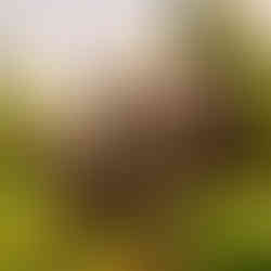 Two wooden hut style composting toilets at campsite