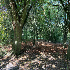 Trees in the woodland at Cornmill Meadows Tree Park