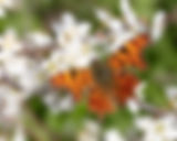 Orange coloured butterfly on small white flowers