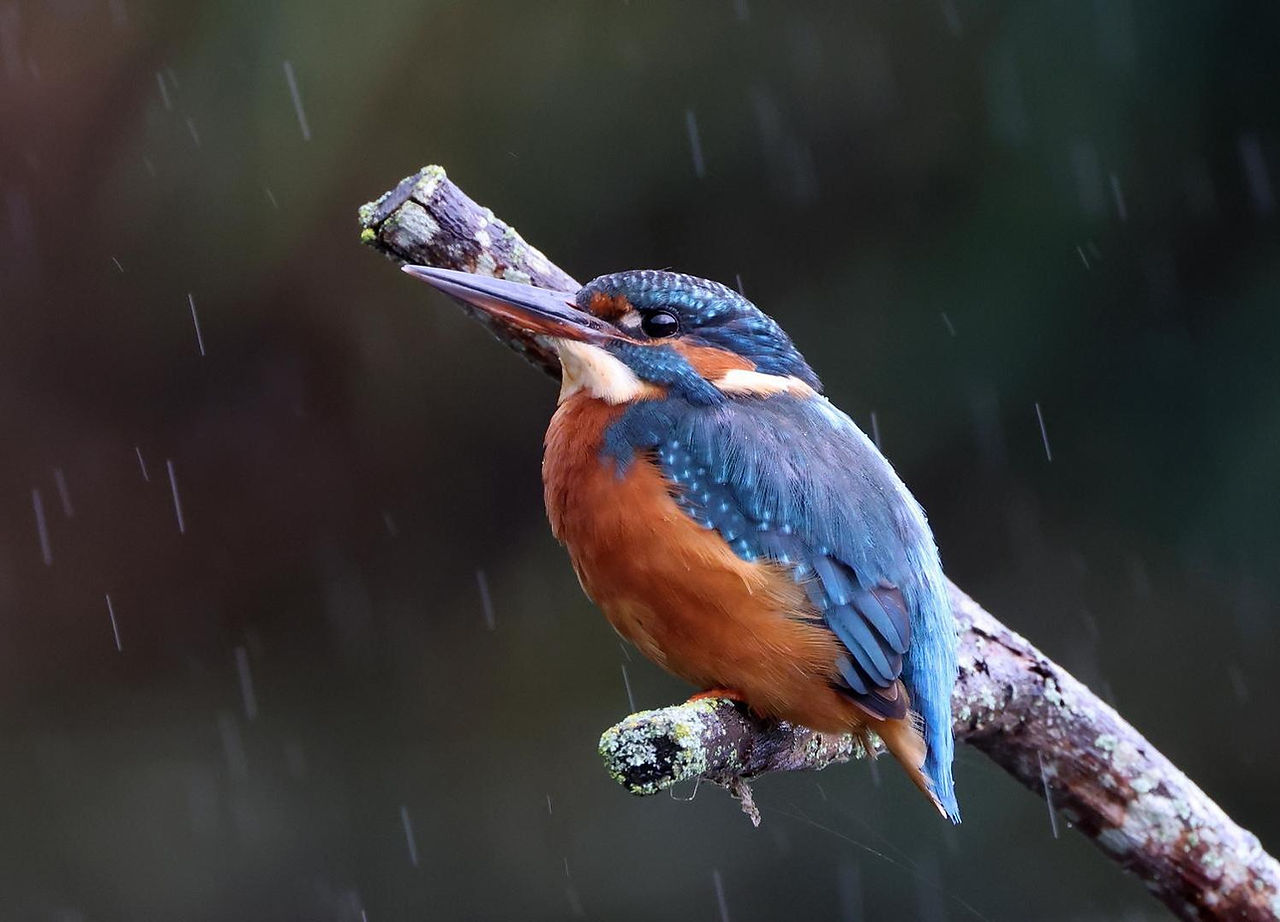 Kingfisher perched on a branch with bright blue and orange feathers