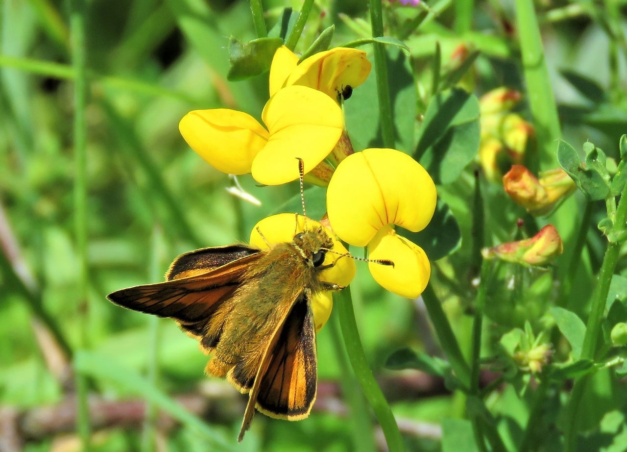 Yellow flowers of the Birds Foot Trefoil flower with Large Skipper butterfly on it