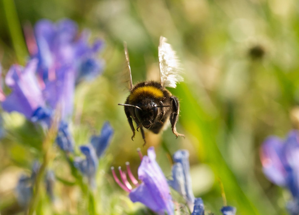 Spotlight on wildlife... spring. Explore Lee Valley's seasonal wonders
