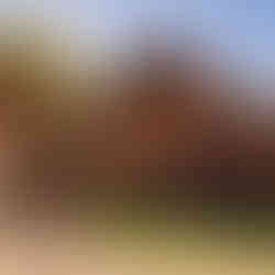 Wooden Wigwam camping pod with steps leading to decking area