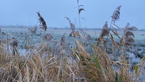 Managing the marshes - spring/summer 2024 update