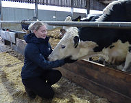 Person kneeling down stroking the head of a cow