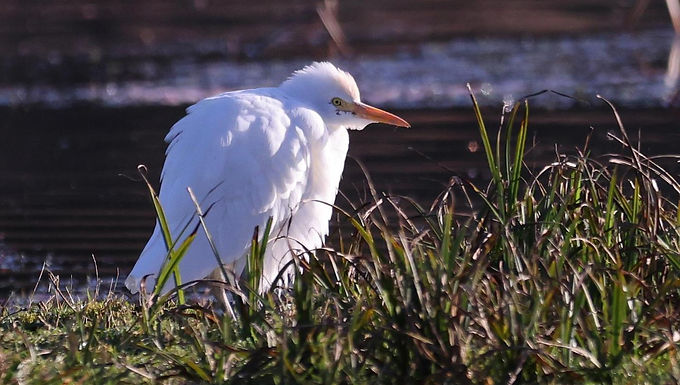 White Little Egret bird on grassland at Hall Marsh Scrape