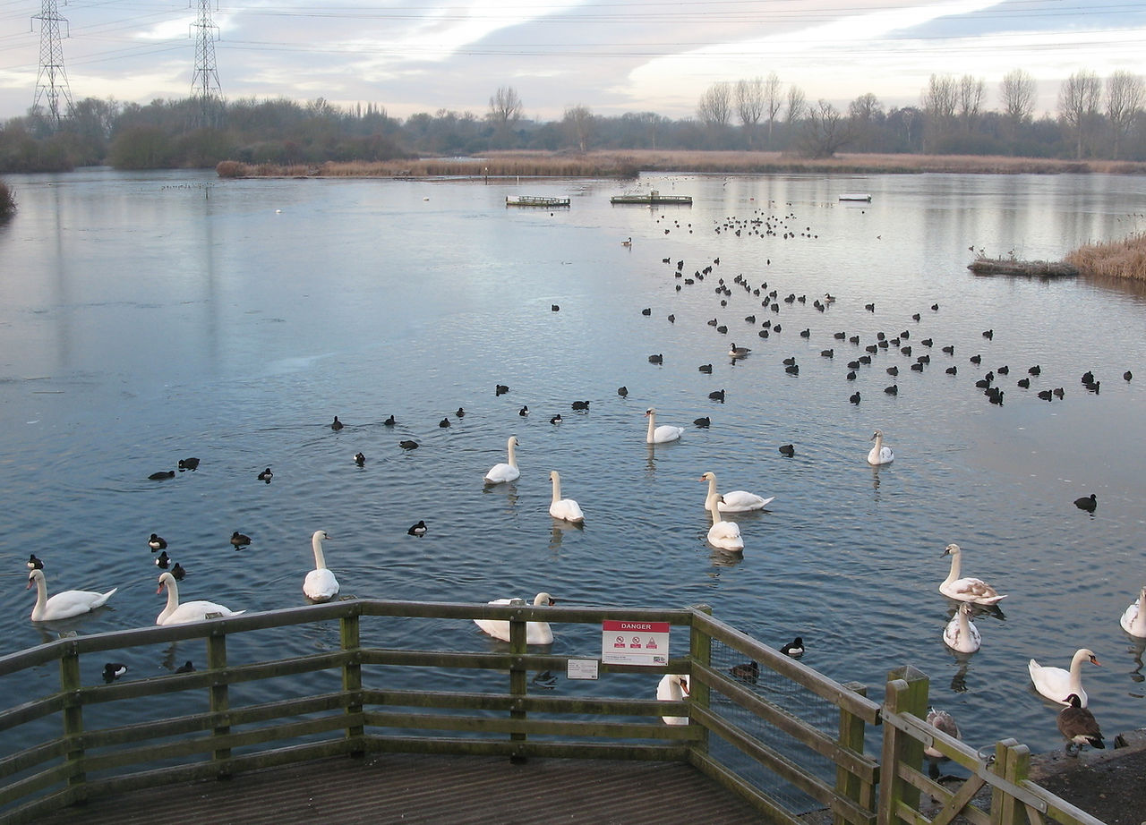 Lots of different waterbirds including swans on a lake