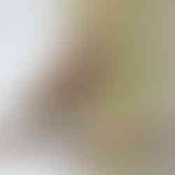 Redwing - brown bird on a brand with speckled chest with red colouring under wings