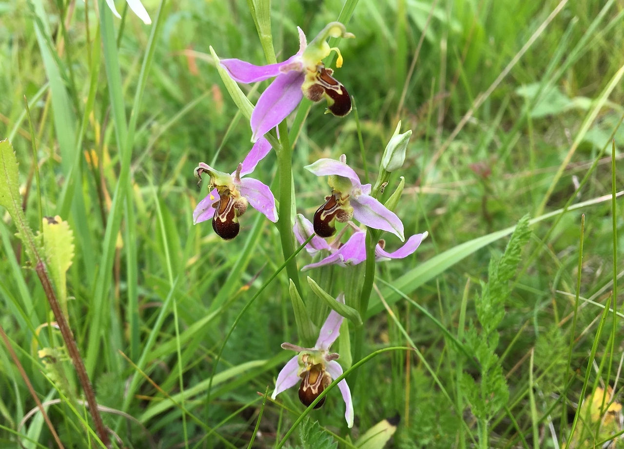 Deep pinked and purple Bee Orchids