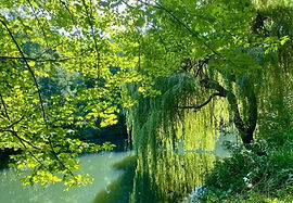 willow branches hanging over strea,