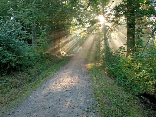 Waldweg mit Morgennebel