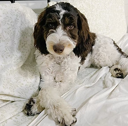 A labradoodle dog laying down