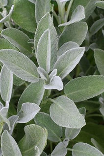 Thumbnail: Organic Sage Olive Oil Blends