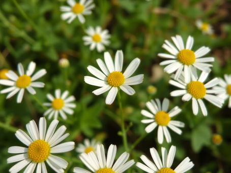 Uncovering the Benefits of Feverfew The Tiny Flower with Big Herbal Power