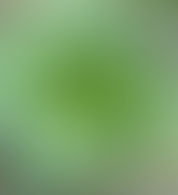 Mother Nature's Wonder Weed, Plantain           