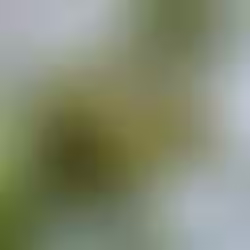 Understanding Parasites and Natural Remedies