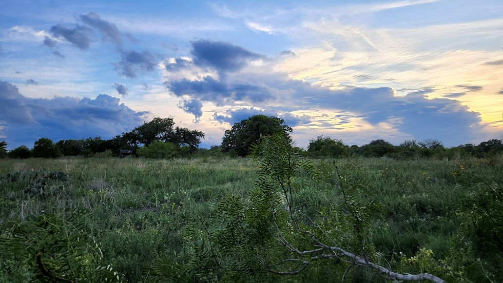 Dove hunting san antonio.jpg