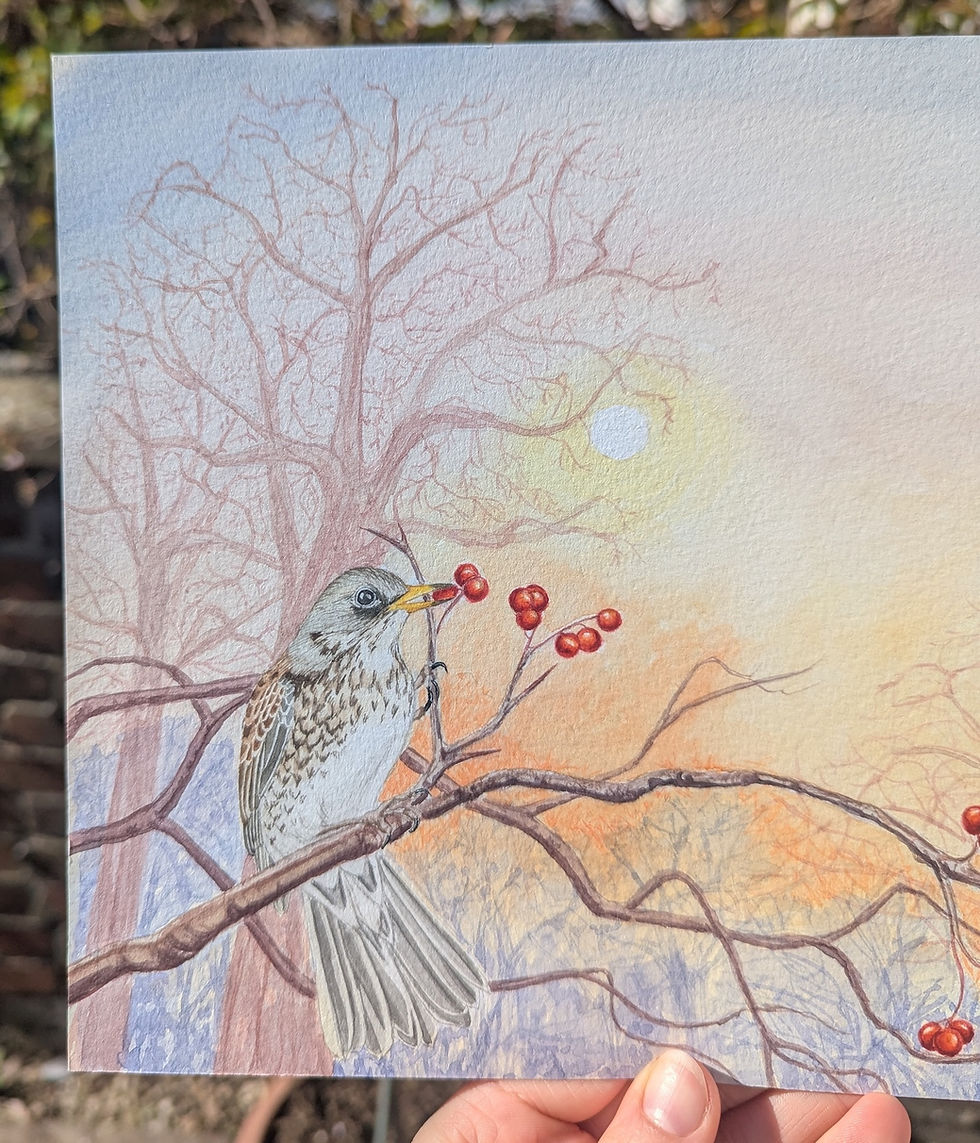 Thumbnail: A Crisp morning for Winter's Visitors