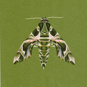 Individual Moth Drawings