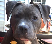 L&R Dog Rescue Navarre Santa Rosa County Escambia County Okaloosa County FL