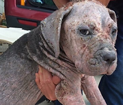 L&R Dog Rescue Navarre Santa Rosa County Escambia County Okaloosa County FL
