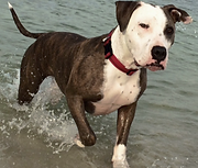 L&R Dog Rescue Navarre Santa Rosa County Escambia County Okaloosa County FL