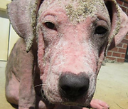 L&R Dog Rescue Navarre Santa Rosa County Escambia County Okaloosa County FL