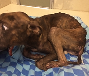 L&R Dog Rescue Navarre Santa Rosa County Escambia County Okaloosa County FL