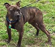 L&R Dog Rescue Navarre Santa Rosa County Escambia County Okaloosa County FL