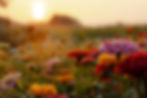 Flower Farm
