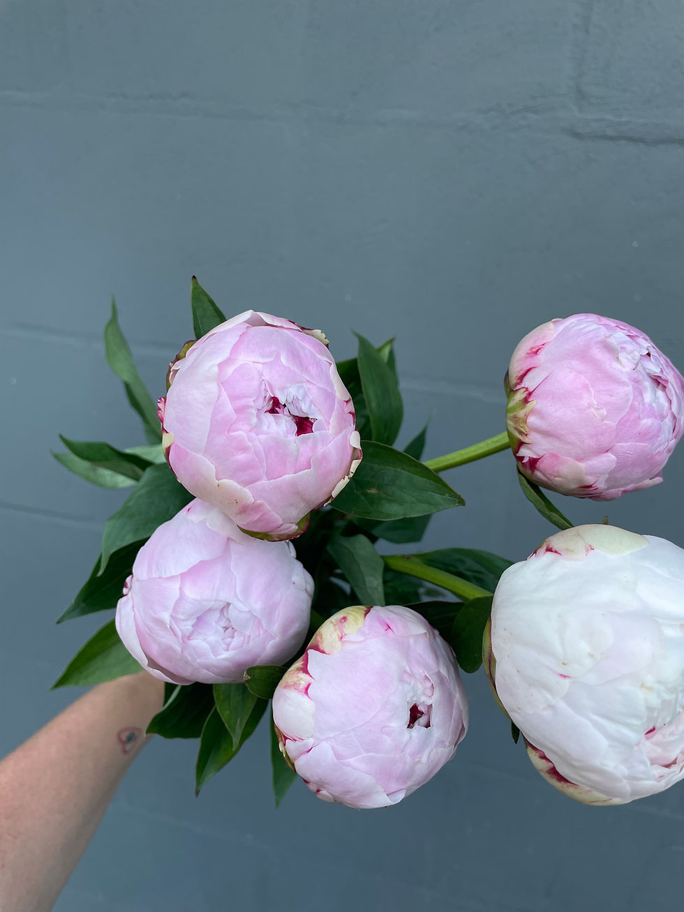 Thumbnail: Pretty Peonies