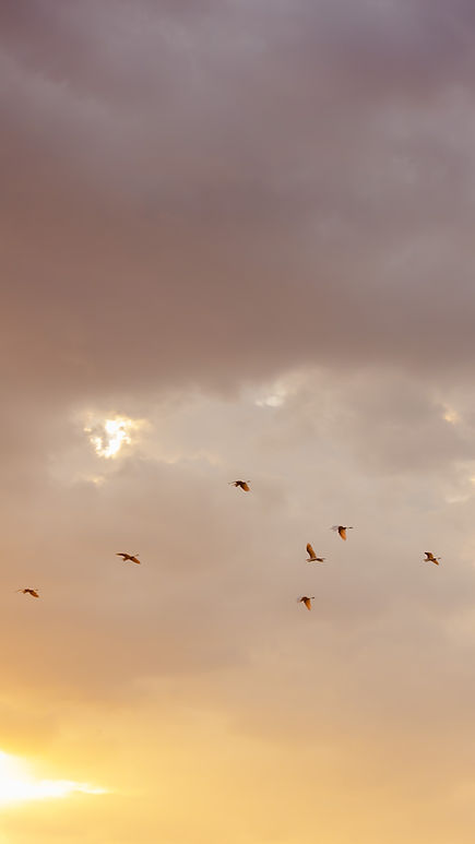Flamingo's flying across the golden African sky as the sun sets over the savanna