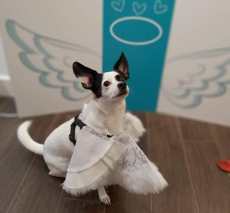SPCA rescue Jack watches his human Paula for advice on a great pose at the virchew open house party hosted by laura simonson.