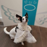 virchew - woofhooliday - open house - laura simonson (1).jpeg