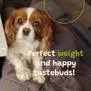 "Our sweet Molly is 11 years old. About a year ago she lost most of her teeth, so eating her regular food was a bit of a challenge. We had to crush her food and always had to add treats to encourage her to eat. Also, she was a few pounds overweight which was not good for her back. My son suggested we try Virchew as his girlfriend's three dogs were on it and they loved it and were doing very well.
We contacted Laura and she was lovely. She asked lots of questions about Molly and delivered some complimentary food and samples for Molly to try. Molly loved the food and treats and we didn't have to add anything to it to entice her to eat. It is so easy to just add water and stir and her meal is ready! She licks the bowl when she is finished and the bonus is that she has lost the extra weight and has been very healthy (no back issues) since she started eating Virchew a year ago. We highly recommend Virchew!" ~ Pat & Terry Bates, Pawrents
