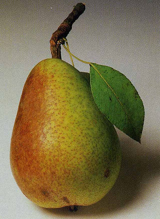 clapps20favorite20pear.jpg