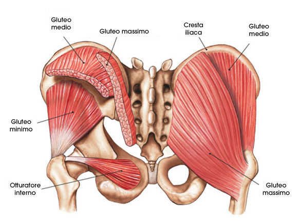 Anatomia Del Bacino Muscoli E Tendini