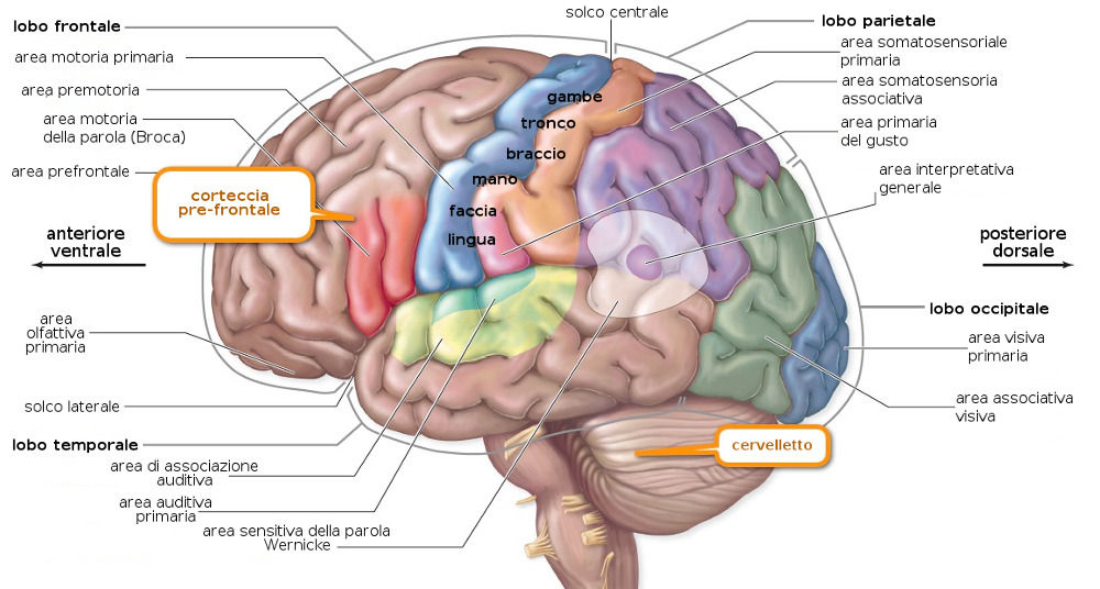Struttura e funzioni del Sistema Nervoso