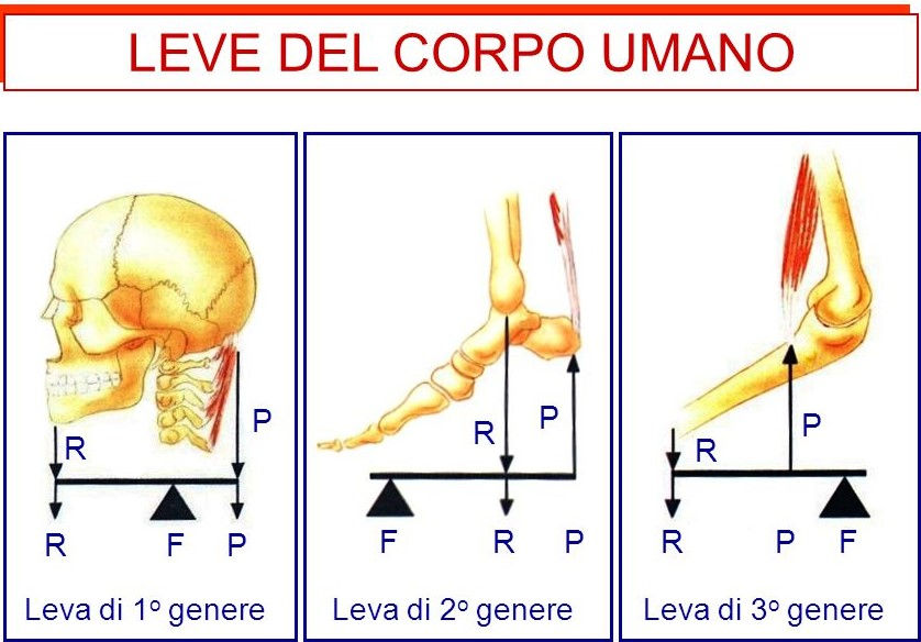 Anatomia Canina Immagini E Fotografie Stock Ad Alta Risoluzione - Alamy - Foto 4