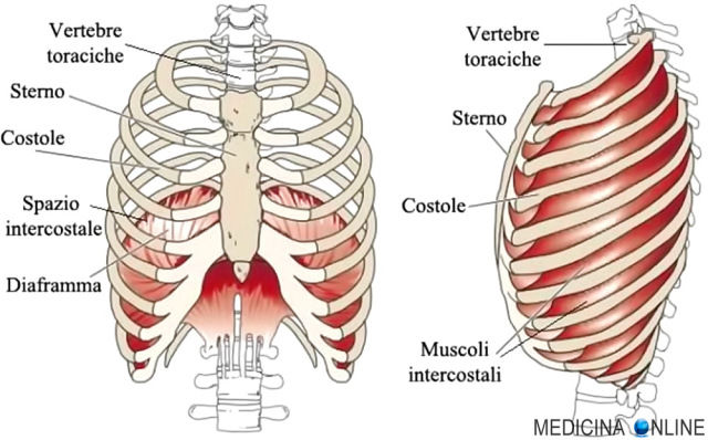 Quante Costole Ha Il Corpo Umano