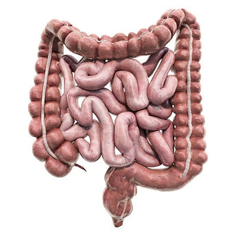 human-intestines-3d-rendering-isolated-o